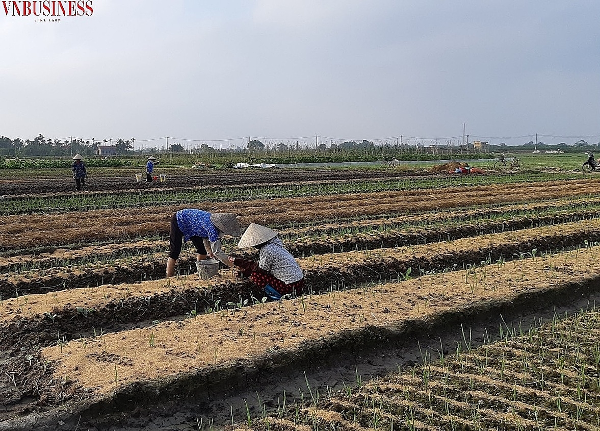 Nông dân tại huyện Tiên Lãng trồng hành, tỏi.
