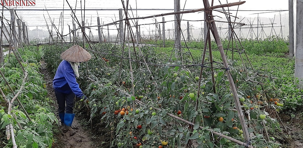 Cà chua là cây trồng thích hợp cho vụ đông.