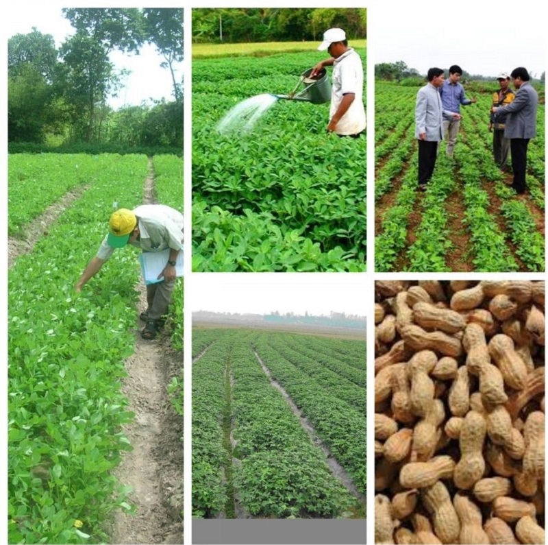 Kỹ thuật trồng đậu phộng năng xuất cao của HTX Nông nghiệp Đại Thắng.