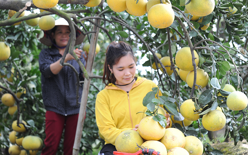 Bưởi là một trong những cây trồng có vai trò quan trọng trong cơ cấu nông nghiệp ở xã Hòa An khi giúp người dân nâng cao thu nhập, giảm nghèo bền vững.