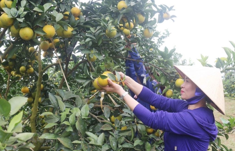Kinh tế hợp tác đóng vai trò tiên phong trong công tác thực hiện các tiêu chí xây dựng nông thôn mới (Ảnh: TL)