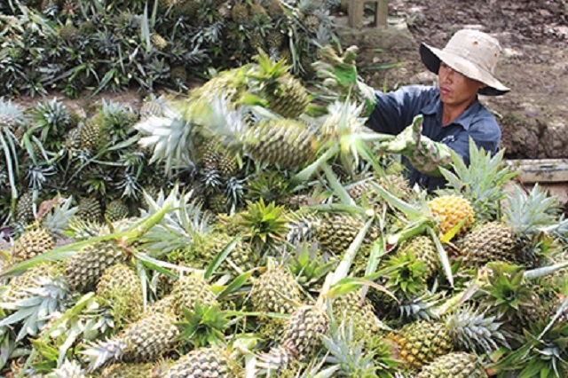 Cần có chính sách khuyến khích, hỗ trợ, ưu đãi các HTX tham gia liên kết tiêu thụ nông sản, nhằm mục tiêu nâng cao thu nhập cho người dân.