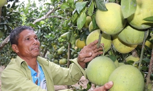 Những thành công của các HTX sản xuất theo chuỗi giá trị đang tạo ra bước chuyển nhanh trong quá trình xóa đói, giảm nghèo.