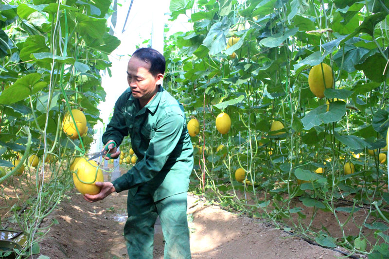 Tỉnh Bắc Kạn phấn đấu đến năm 2025, toàn tỉnh có ít nhất 2 liên hiệp HTX, 350 HTX, trong đó có khoảng 70% là HTX nông nghiệp và nông nghiệp tổng hợp.