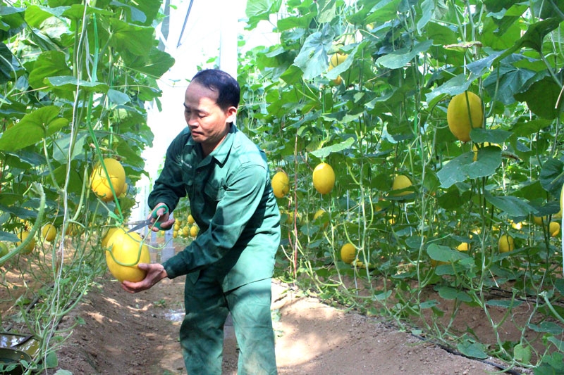 Tỉnh Bắc Kạn phấn đấu đến năm 2025, toàn tỉnh có ít nhất 2 liên hiệp HTX, 350 HTX, trong đó có khoảng 70% là HTX nông nghiệp và nông nghiệp tổng hợp.