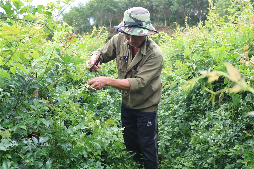 Trồng chè dây giúp bà con thoát nghèo.