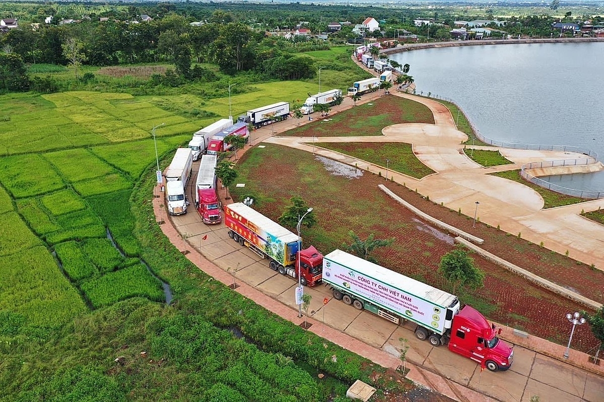 Nếu nút thắt logistics được tháo gỡ, nông sản của HTX sẽ rộng đầu ra và có thêm sức cạnh tranh trên thị trường.