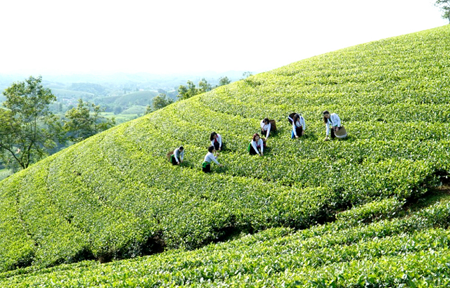 Nhiều HTX ở Tân Sơn đang phát triển mạnh các sản phẩm OCOP, góp phần xây dựng NTM bền vững.