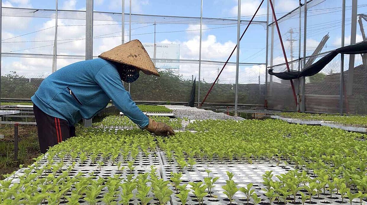 Nhiều HTX chưa được hưởng chính sách miễn lệ phí môn bài của Nhà nước (Ảnh minh họa: Int)