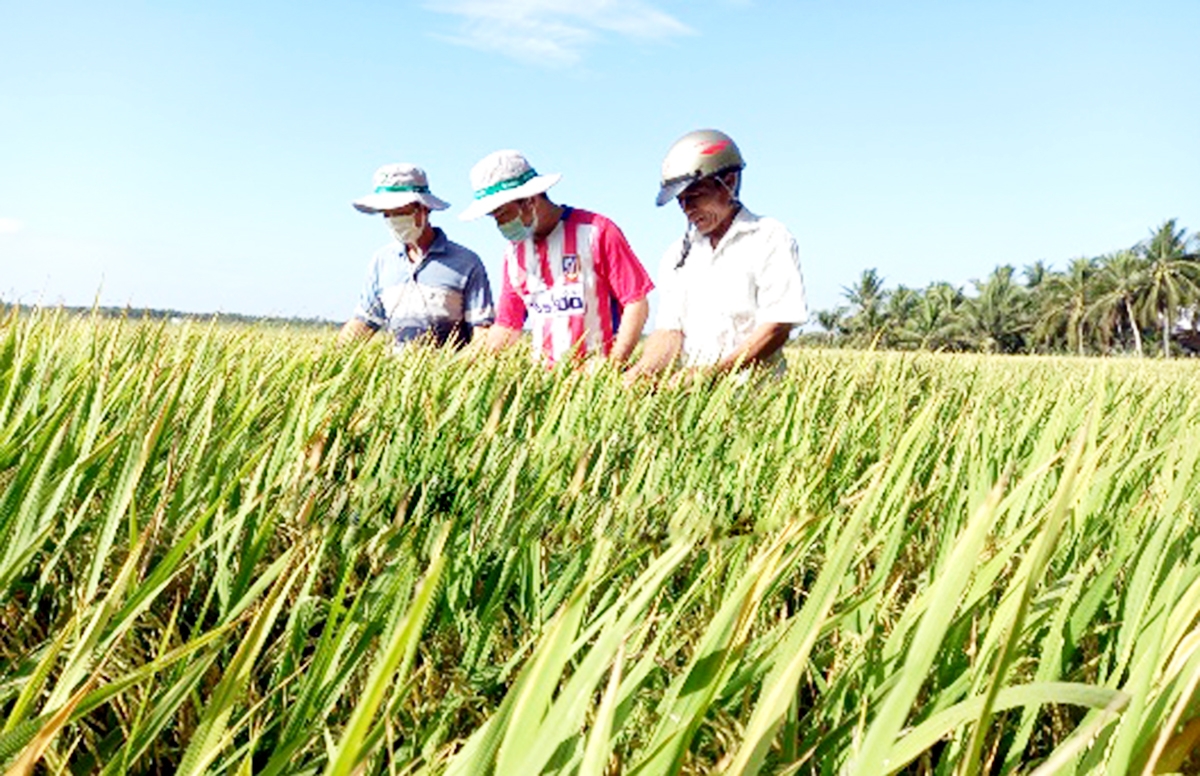 Các HTX đang có những đóng góp tích cực trong đào tạo nghề tại nông thôn (Ảnh: BTV).