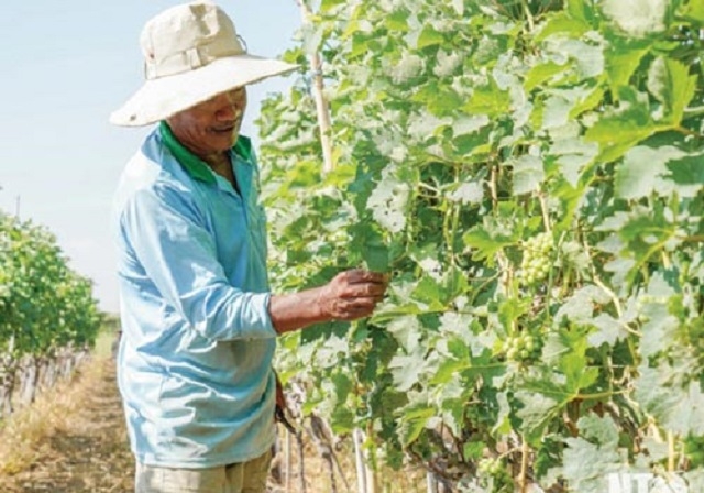 Nhiều HTX đẩy mạnh ứng dụng tiến bộ khoa học - kỹ thuật, đưa cơ giới vào nâng cao chất lượng sản phẩm.