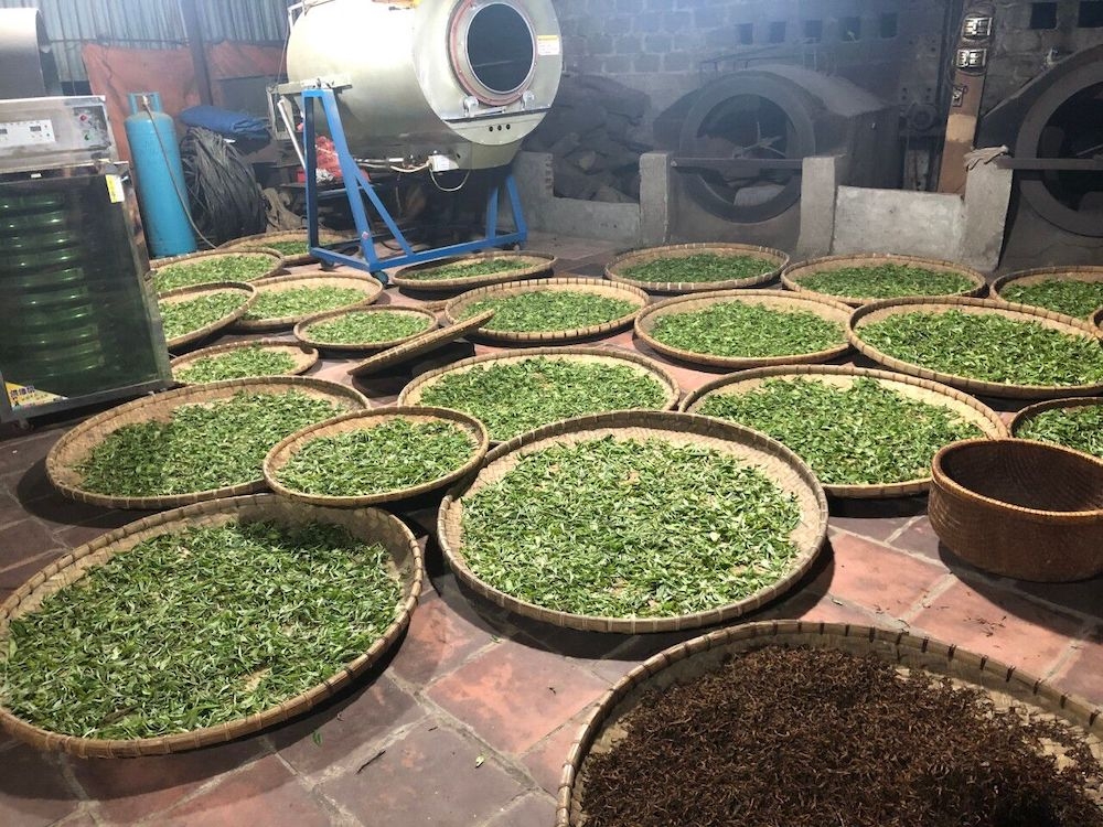 Sản phẩm chè Shan tuyết của HTX Chế biến chè Phìn Hồ, xã Thông Nguyên (Hoàng Su Phì) được tôn vinh sản phẩm OCOP 5 sao cấp quốc gia.