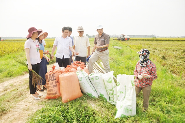 Các HTX nông nghiệp ở Quế Võ đang khẳng định vai trò của mình trong việc tạo sinh kế cho người dân, góp phần vào thành công trong xây dựng NTM.