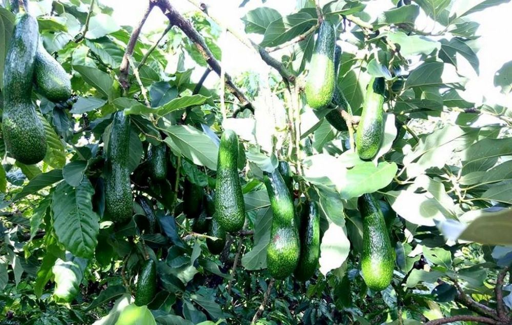 Các HTX phát huy thế mạnh của các đặc sản để xây dựng sản phẩm OCOP (Ảnh: TL)