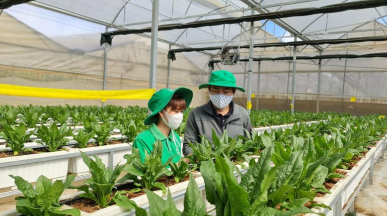 Nhiều HTX đã áp dụng công nghệ 4.0, phát triển nông nghiệp thông minh (Ảnh: TL)