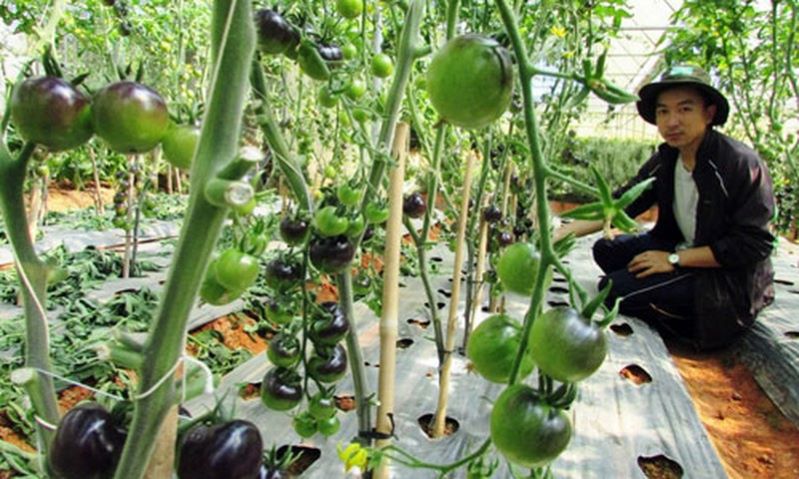 Tái cơ cấu ngành nông nghiệp góp phần quan trọng trong xây dựng nông thôn mới ở Lâm Đồng (Ảnh: Int)