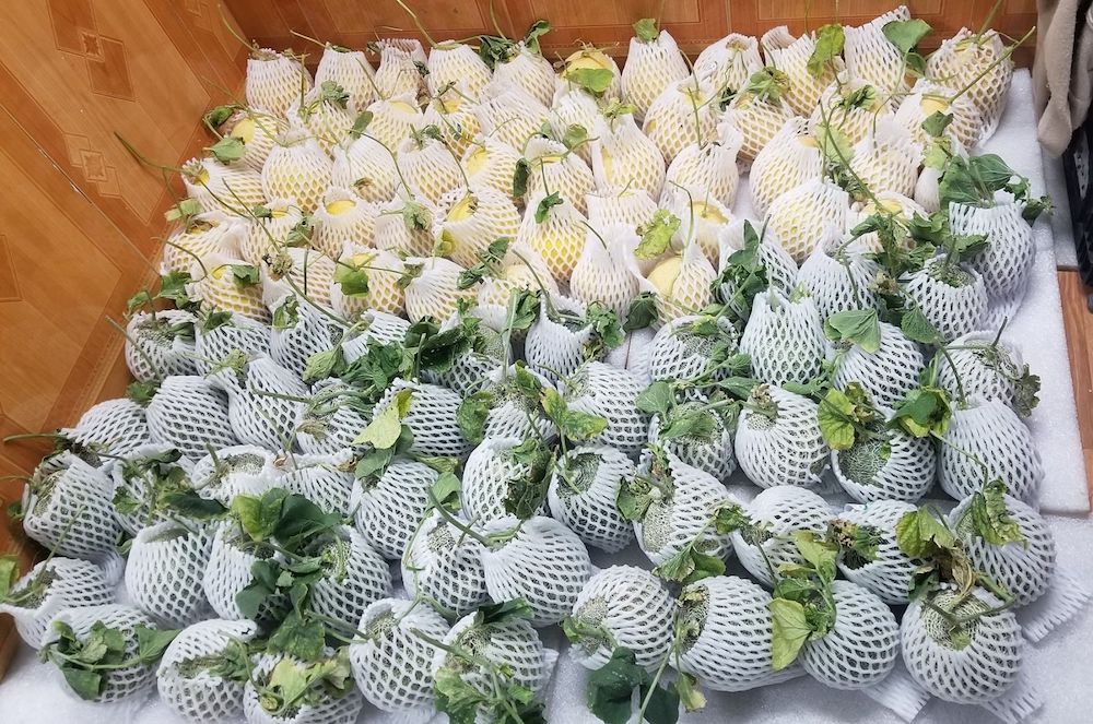 Sản phẩm dưa lưới ở HTX Âu Việt Farm được canh tác theo tiêu chuẩn VietGAP, cung cấp gần như quanh năm cho thị trường với số lượng lớn nên được nhiều đơn vị thu mua hợp tác lâu dài.