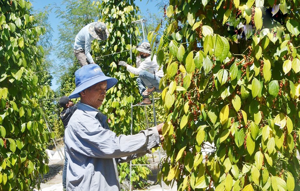 Xây dựng nông thôn mới trên địa bàn Đắk Nông những năm qua có sự đóng góp tích cực từ liên kết trong sản xuất nông nghiệp.