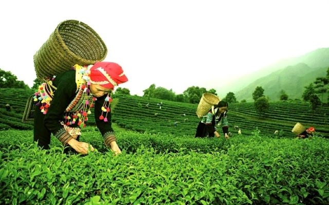 Với nhiều tiềm năng, lợi thế, Lai Châu có điều kiện phát triển các sản phẩm nông nghiệp chất lượng tốt, có thương hiệu và người tiêu dùng ưa chuộng.