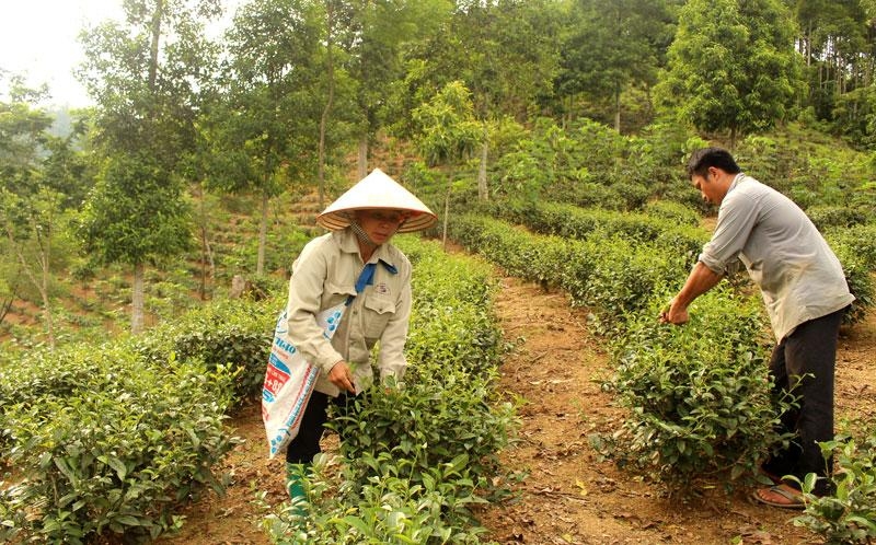 Cây chè ở xã Mỹ Phương (Ba Bể) đang góp sức cùng các HTX, nâng cao thu nhập cho người dân, góp phần vào xây dựng thành công NTM trên địa bàn.