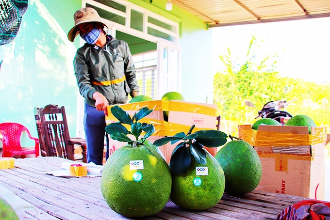 HTX chiếm tỷ lệ đáng kể trong số lượng các chủ thể có sản phẩm OCOP của tỉnh Khánh Hòa (Ảnh: Int)