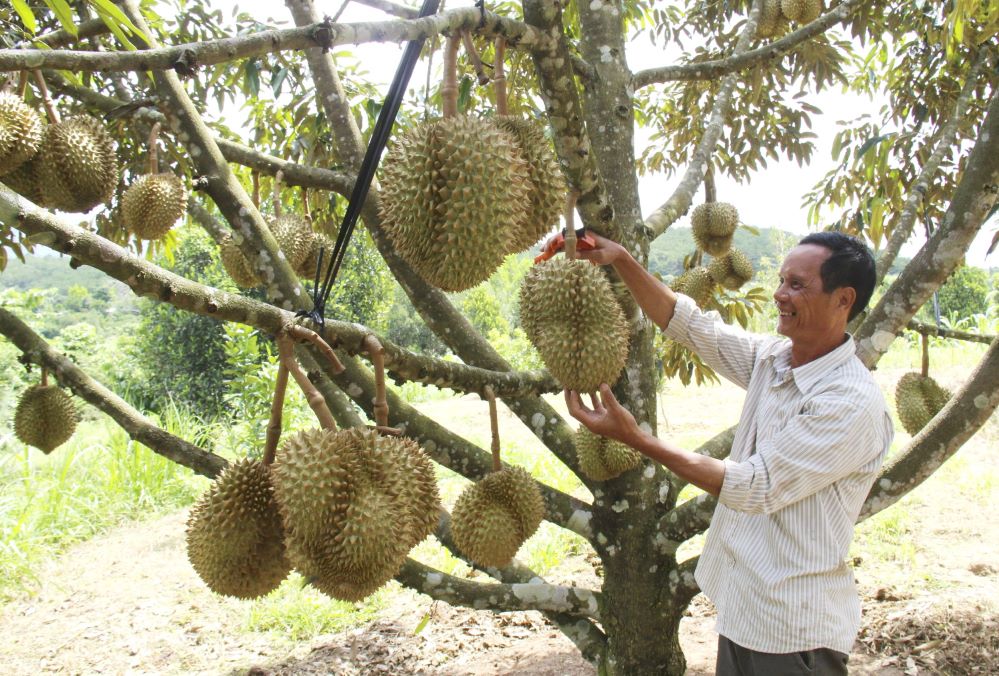 Tập trung đầu tư phát triển những sản phẩm có lợi thế, đặc trưng của địa phương để xây dựng sản phẩm OCOP (Ảnh: TL)