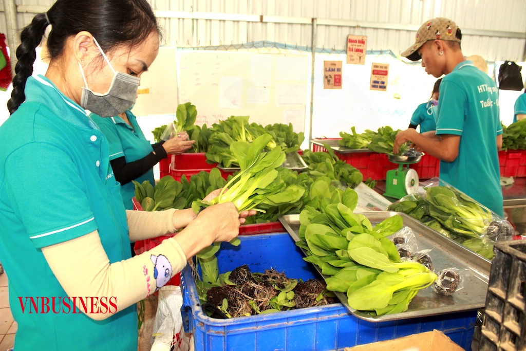 Để làm nông sản sạch hiệu quả, bền lâu thì vai trò liên kết của HTX, DN với nông dân lại càng trở nên cấp thiết với tư duy tạo ra chuỗi giá trị chung thay vì chỉ mua đứt bán đoạn.