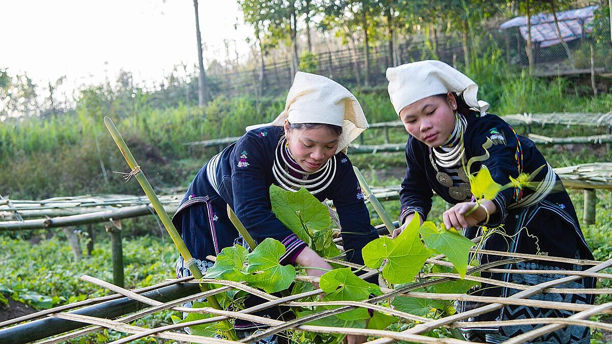 Liên kết sản xuất thông qua HTX giúp các địa phương hoàn thiện nhiều tiêu chí trong xây dựng nông thôn mới.