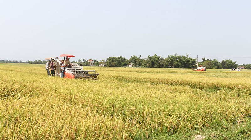 Các HTX tích cực đưa cơ giới và ứng dụng tiến bộ khoa học kỹ thuật vào sản xuất để nâng cao hiệu quả.