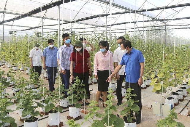 Nhiều HTX ở Phú Thọ đã ứng dụng khoa học và công nghệ, hoạt động có hiệu quả, góp phần vào xây dựng nông thôn mới ở địa phương.