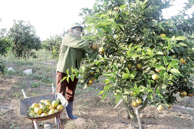Chuyển đổi cây trồng làm nền tảng giúp người dân phát triển kinh tế, thực hiện giảm nghèo bền vững.