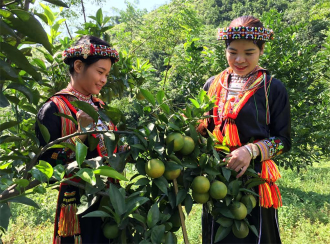 Các HTX, tổ hợp tác đang tích cực giúp người dân phát triển kinh tế, xây dựng nông thôn mới.