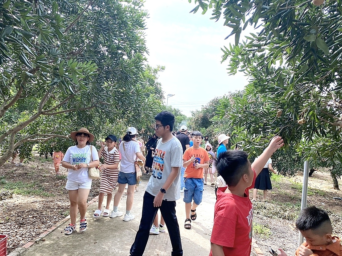 Vườn nhãn Hòa Thuận (Tổ hợp tác xã xuồng Lộc An) được UBND tỉnh Bà Rịa – Vũng Tàu công nhận sản phẩm OCOP đạt tiêu chuẩn 3 sao đang là điểm thu hút khách du lịch, mang lại giá trị kinh tế cho địa phương.