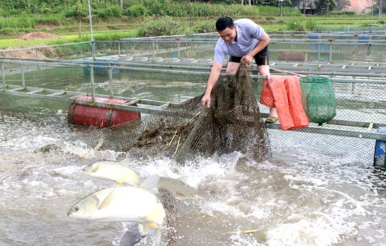 Các HTX trên địa bàn huyện Bắc Sơn liên kết hợp tác để giảm chi phí đầu vào, tạo nguồn cung đáp ứng hợp đồng lớn, mở rộng đầu ra tiêu thụ sản phẩm (Ảnh: TL)