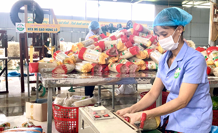 Quá trình đóng gói sản phẩm tại HTX Mì gạo Hùng Lô.