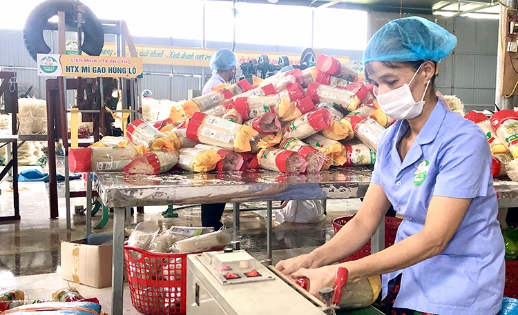 Quá trình đóng gói sản phẩm tại HTX Mì gạo Hùng Lô.