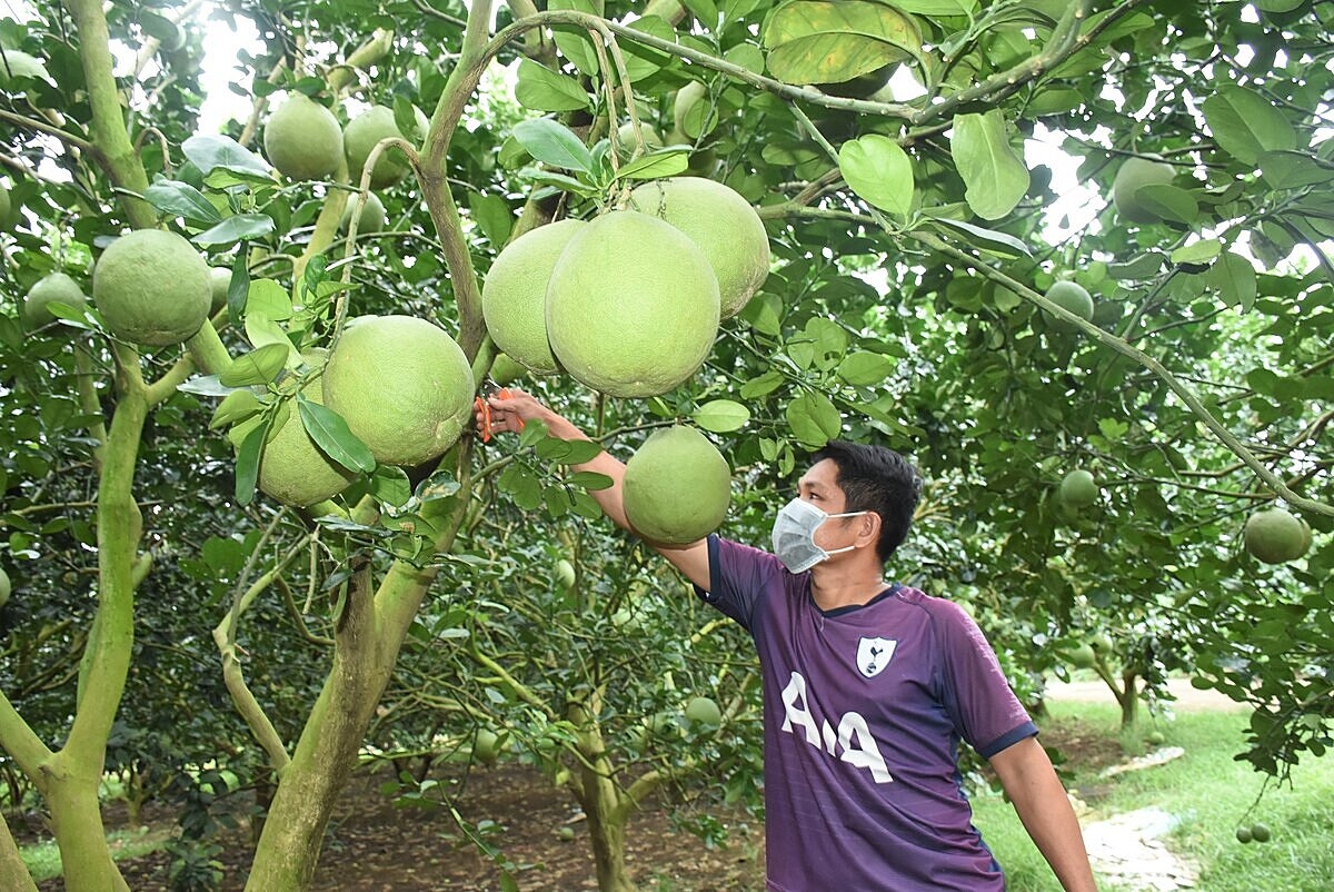 Các sản phẩm OCOP của các HTX ở Bà Rịa Vũng Tàu ngày một khẳng định vai trò, vị thế trong quá trình xây dựng nông thôn mới. (Ảnh Int)