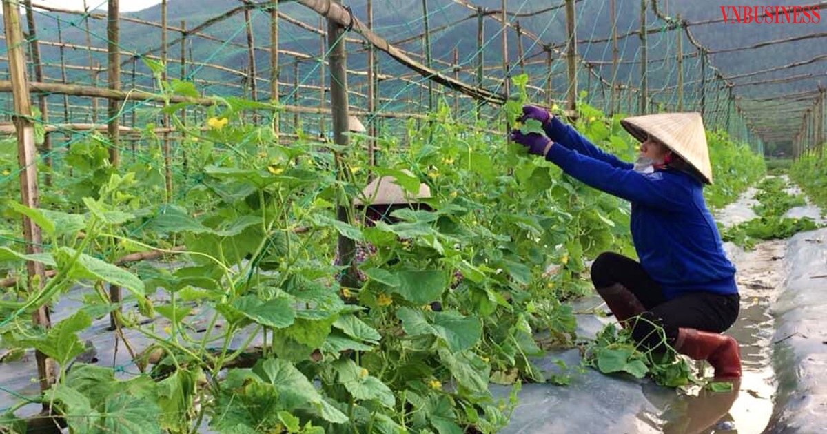 Sản phẩm rau, dưa các loại của HTXNN Nhơn Thọ 2 đạt danh hiệu sản phẩm OCOP cấp tỉnh hạng 3 sao.