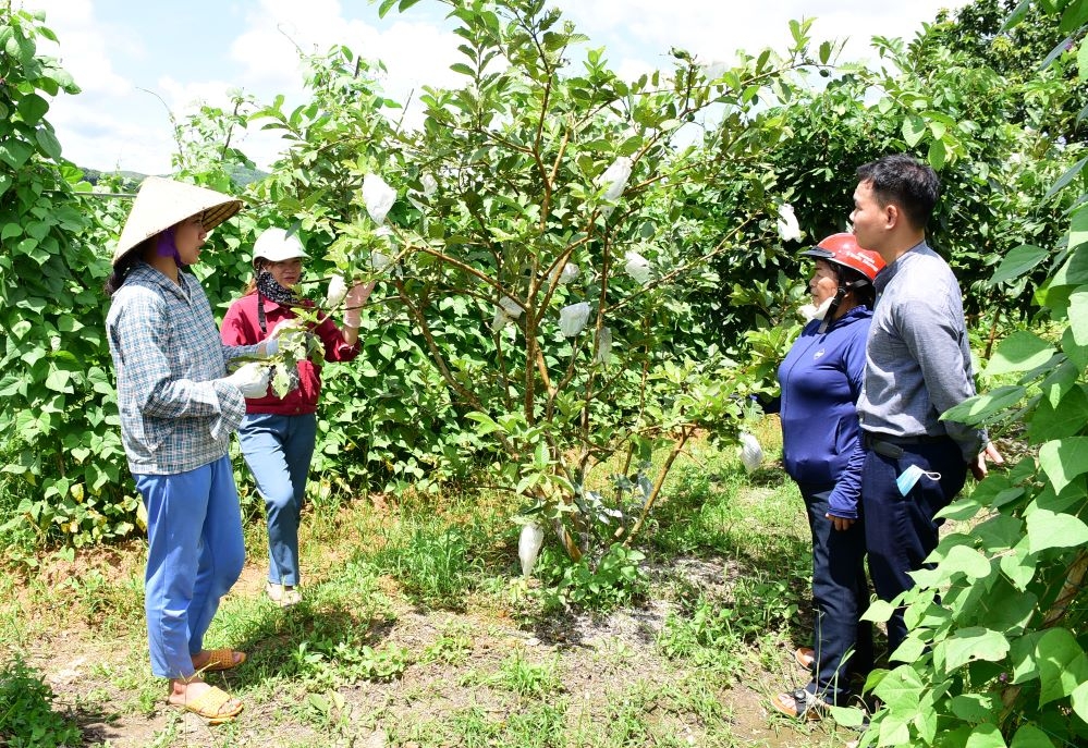 Lựa chọn những mô hình sản xuất kinh tế phù hợp, có khả năng xây dựng chuỗi liên kết giá trị để phát triển (Ảnh: TL)