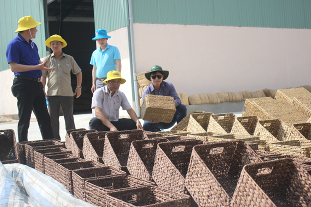 Hiệu quả trong sản xuất, kinh doanh của khu vực KTTT, HTX