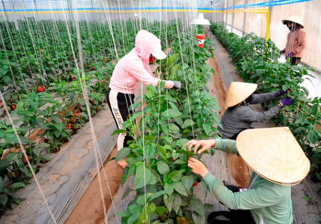 Đơn Dương phát triển nông nghiệp ứng dụng công nghệ cao theo hướng thông minh, nông nghiệp hữu cơ (Ảnh: Int)