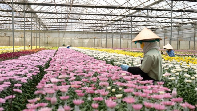 Đơn Dương xây dựng huyện nông thôn mới kiểu mẫu về nông nghiệp ứng dụng công nghệ cao theo hướng thông minh (Ảnh: TL)