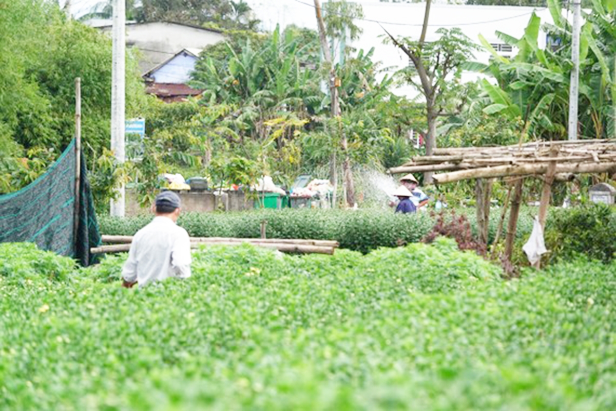 Kinh tế nông nghiệp là động lực xây dựng nông thôn mới tại Hòa Vang.