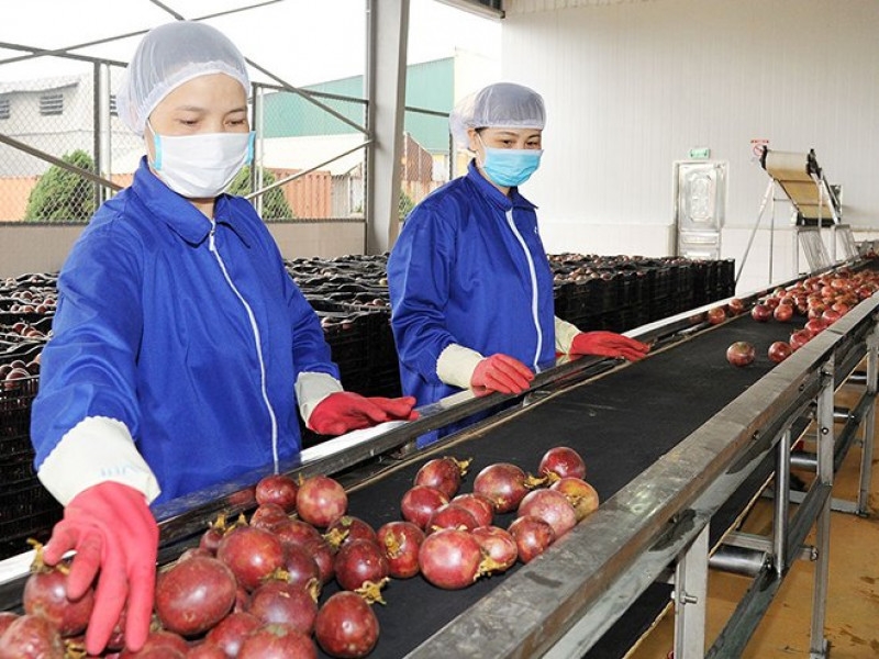 Xuất khẩu nông sản đạt 44,9 tỷ USD trong 10 tháng đầu năm nay.