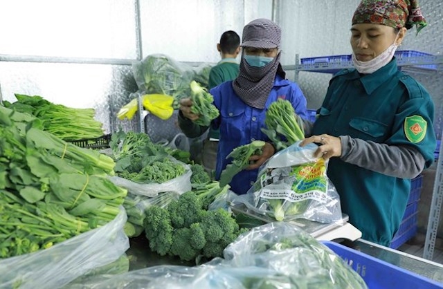 HTX rau hữu cơ Cuối Quý ở xã Đan Phượng, huyện Đan Phượng (Hà Nội) là một trong những HTX kiểu mẫu xây dựng thành công mô hình sản xuất rau hữu cơ.