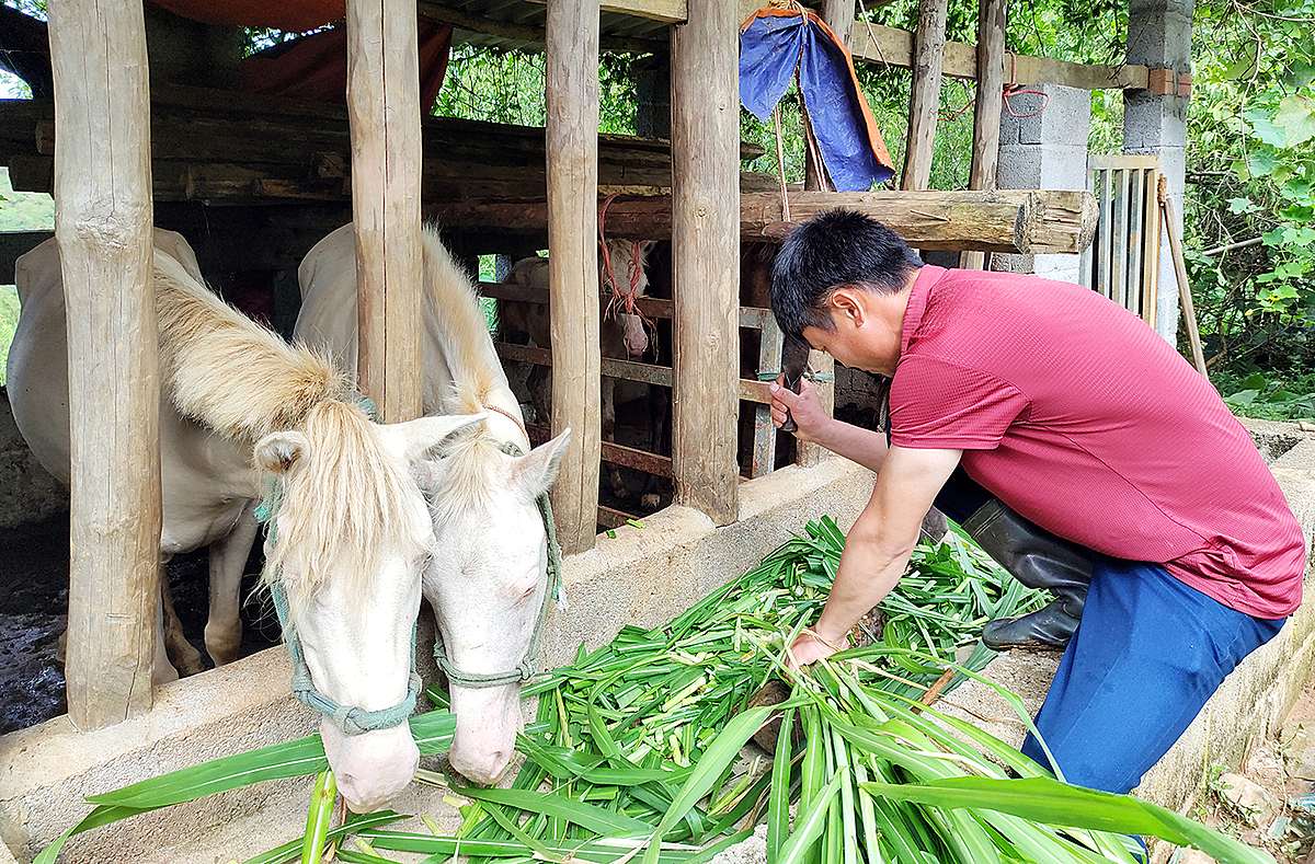 Nhờ thực hiện nhiều giải pháp phát triển kinh tế nông nghiệp, xây dựng nông thôn mới, thu nhập của người dân nông thôn ở Bắc Kạn đã thay đổi từng ngày.