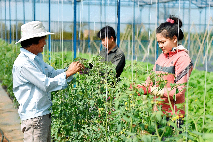 Tháo gỡ những khó khăn trong tổ chức sản xuất sẽ giúp quá trình xây dựng nông thôn mới ở TP.HCM nâng cao chất lượng.