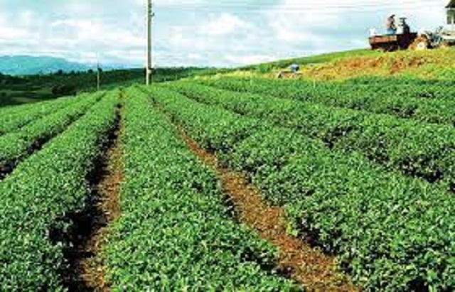 Phát triển các cây trồng chủ lực là một trong những nhiệm vụ trọng tâm nhằm tái cơ cấu nông nghiệp theo hướng bền vững.