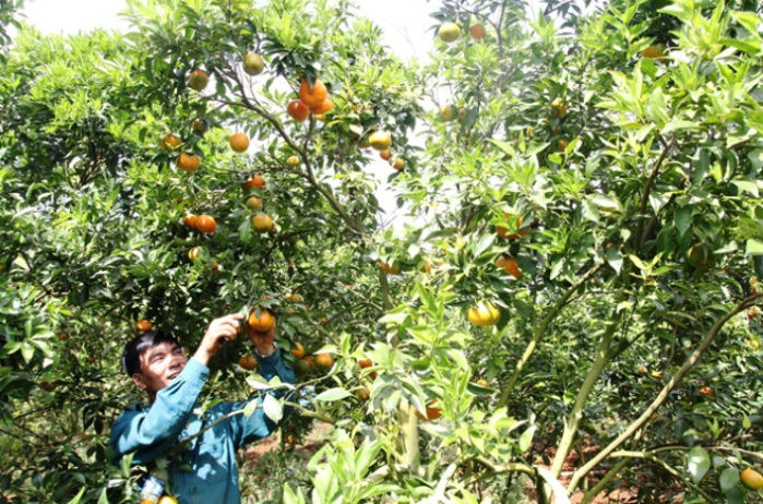 Huyện Lâm Hà chú trọng việc đổi mới tư duy sản xuất và tổ chức sản xuất nông nghiệp (Ảnh: Int)