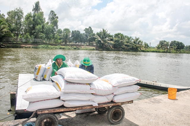 Thành viên HTX Thắng Lợi đang cho cá ăn. (Ảnh: Int)